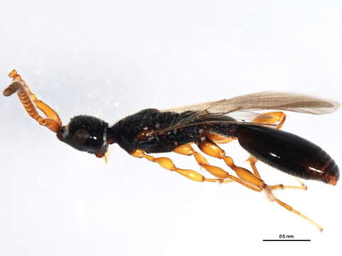 صورة <i>Belyta validicornis</i>