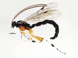 Image of Parasitoid wasp