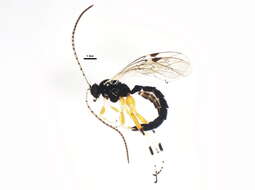 Image of Apechthis annulicornis (Cresson 1870)