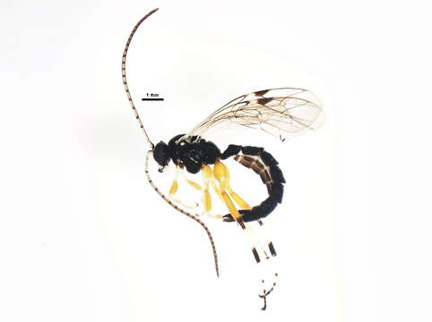 Image of Apechthis annulicornis (Cresson 1870)