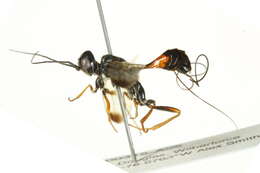 Image of aulacid wasps