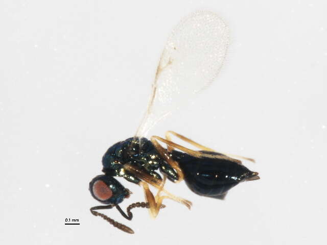 Image of Chalcid wasp