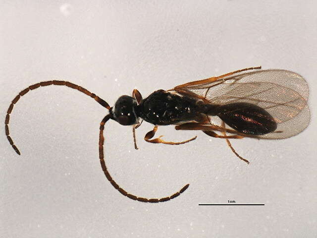 Image of <i>Belyta validicornis</i>