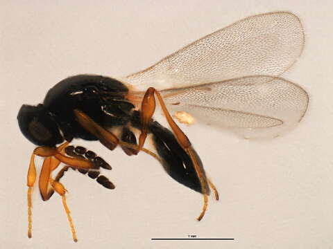 Image of Amblyaspis