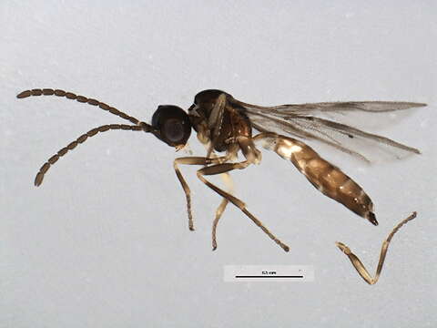 Image of Wasp