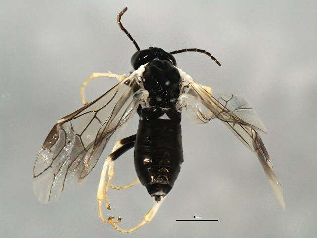 Image of Early Birch Leaf Edgeminer