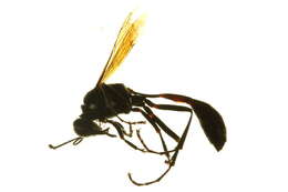 Image of Eremnophila Menke 1964