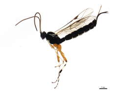 Image of Parasitoid wasp