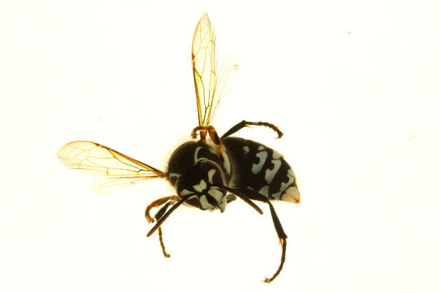 Image of Dolichovespula