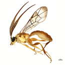 Image of Euceros flavescens Cresson 1869