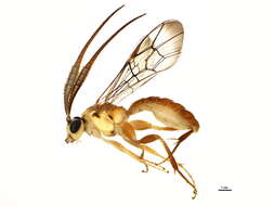 Image of Euceros flavescens Cresson 1869