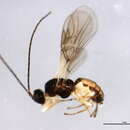 Image of Hormiinae