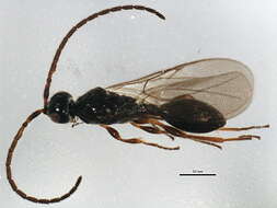 Image of Pristomerus