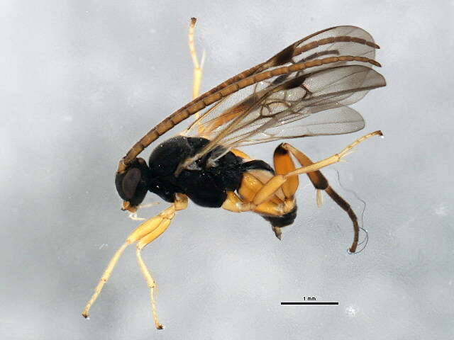 Image of Diolcogaster