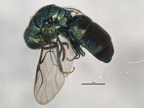 صورة <i>Pseudomalus auratus</i>