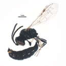 Image of Mimumesa nigra (Packard 1867)