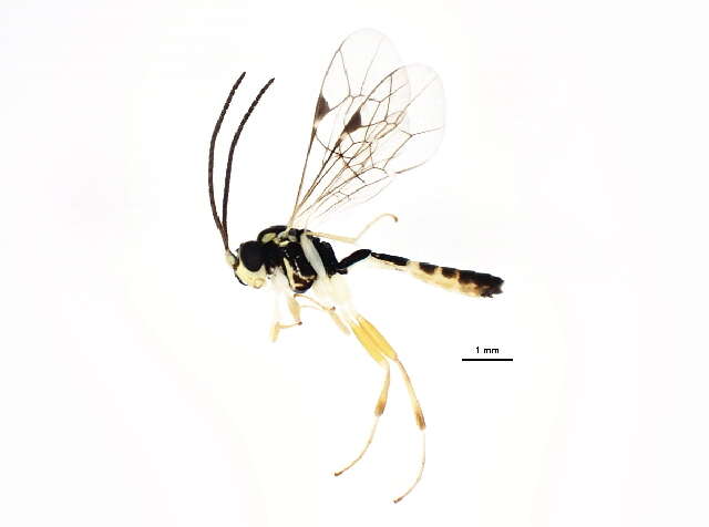 Image of Sussaba cognata (Holmgren 1858)