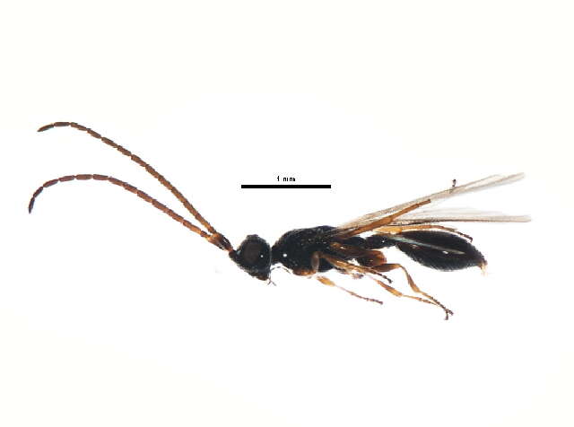 صورة <i>Belyta validicornis</i>