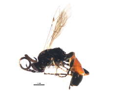 Image of Vulgichneumon deceptor (Scopoli 1763)