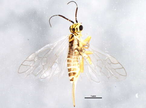 Image of xyelid sawflies