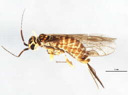 Image of xyelid sawflies