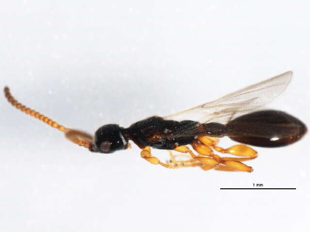 صورة <i>Belyta validicornis</i>