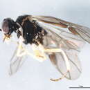 Image of Acordulecera dorsalis