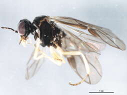 Image of Acordulecera dorsalis