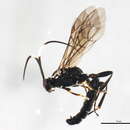 Image of Coelichneumon histricus (Cresson 1867)