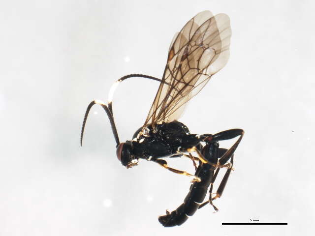 Image of Coelichneumon histricus (Cresson 1867)