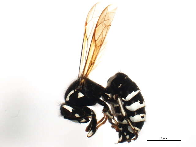 Image of Dolichovespula adulterina (Buysson 1905)