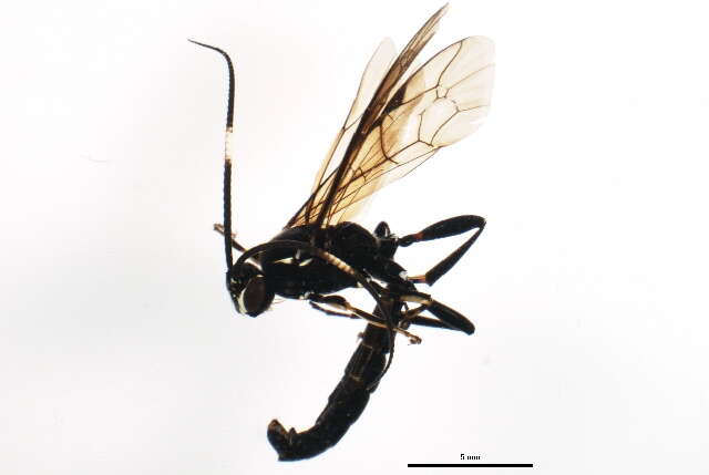 Image of Coelichneumon histricus (Cresson 1867)