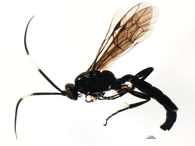 Image of Coelichneumon histricus (Cresson 1867)