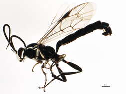 Image of <i>Coelichneumon eburnifrons</i>