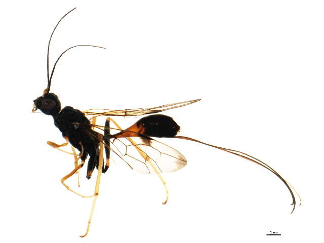 Image of aulacid wasps