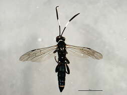 Image of <i>Coelichneumon eburnifrons</i>