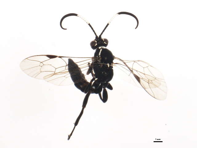 Image of <i>Coelichneumon eburnifrons</i>