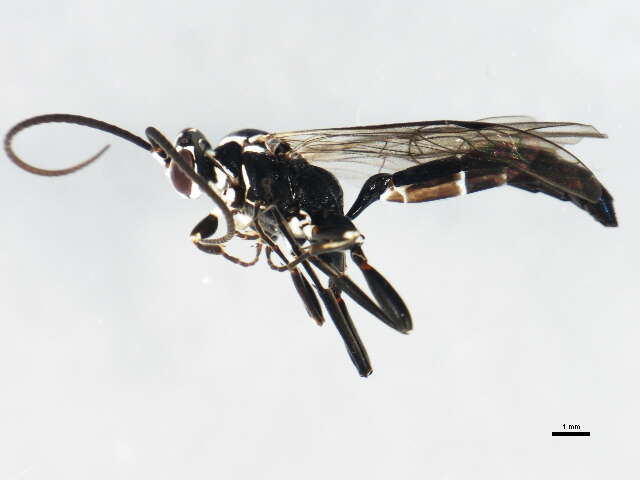 Image of <i>Coelichneumon eburnifrons</i>