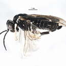 Image of <i>Monophadnus pallescens</i>