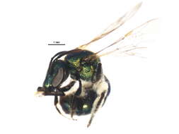 Image of Augochlorella aurata (Smith 1853)