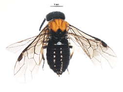 Image of Eutomostethus
