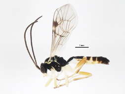 Image of Sussaba cognata (Holmgren 1858)