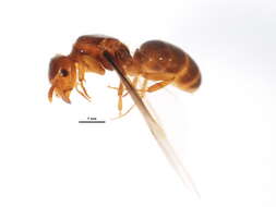 Image of <i>Lasius claviger</i>