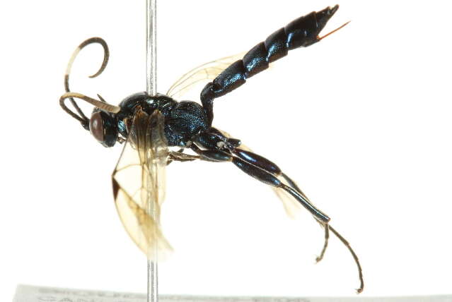 Image of Coelichneumon eximius (Stephens 1835)