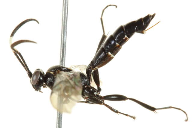 Image of <i>Coelichneumon eburnifrons</i>