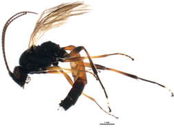 Image of Pseudoplatylabus violentus (Gravenhorst 1829)