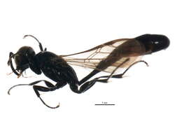 Image of Trypoxylon attenuatum F. Smith 1851