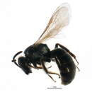 Image of <i>Lasioglossum ellisiae</i>