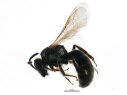 Image of <i>Lasioglossum ellisiae</i>