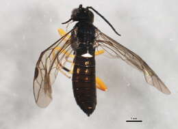 Image of Ametastegia glabrata (Fallen)